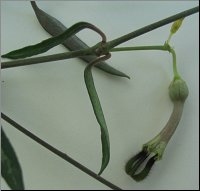 Ceropegia linearis ssp debilis